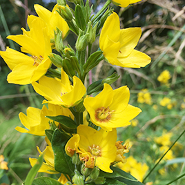 Gula blommor
